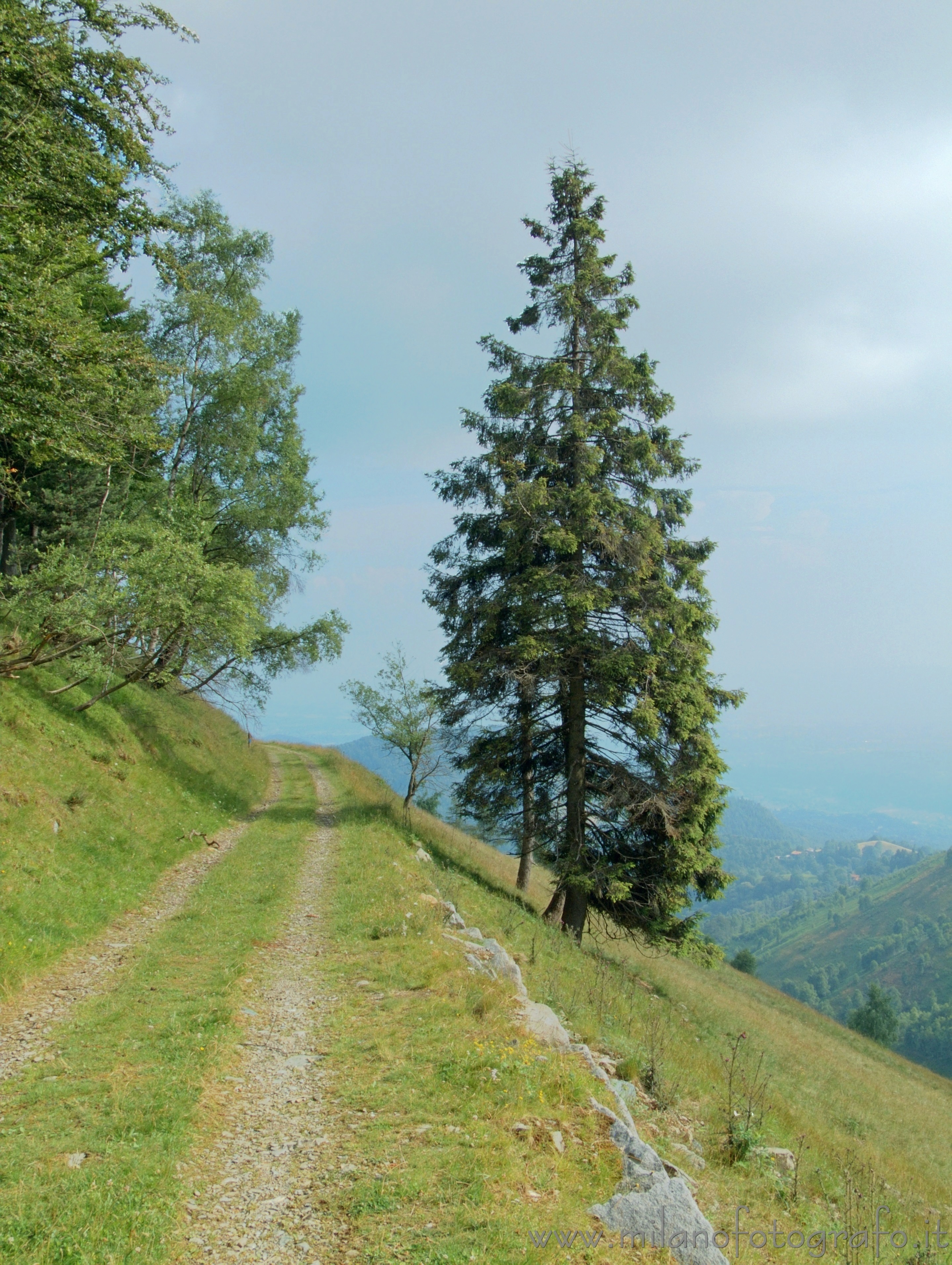 Bocchetta Sessera (Biella) - Albero e panorama